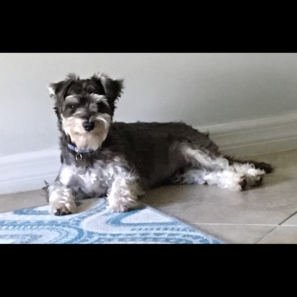 Meet your Posher, Ness - Picture 3 of 5